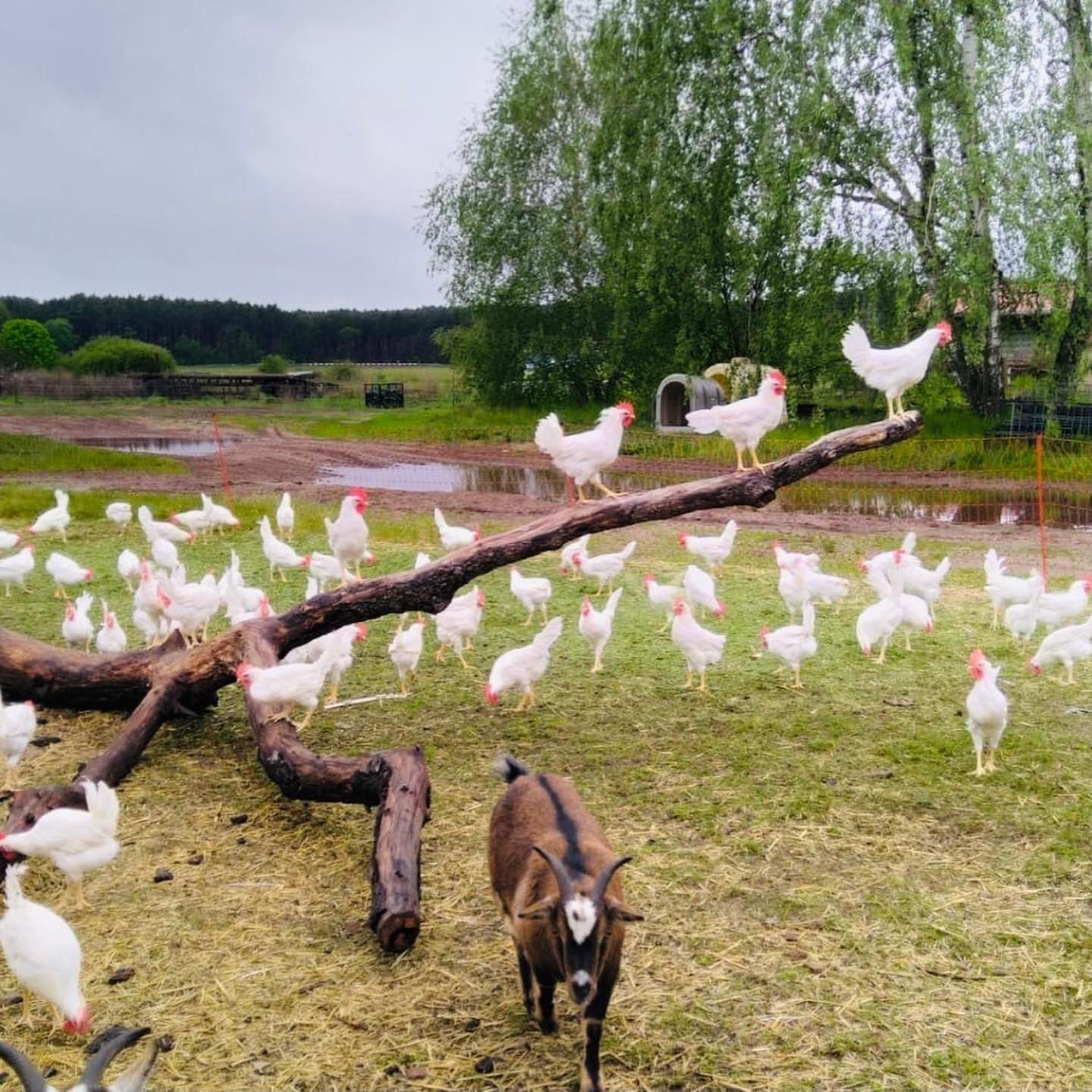 Apartament Weidelandfarm Am Riebener See Beelitz Zewnętrze zdjęcie